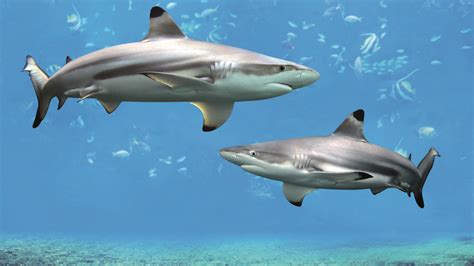 Black Tip Reef Sharks | SEA LIFE Bangkok Ocean World