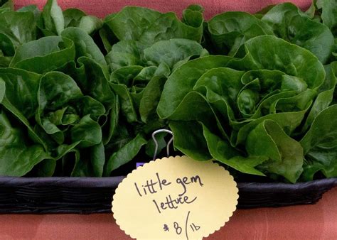 Little Gem lettuce 🥬 🌱 The Crunchy Miniature Romaine