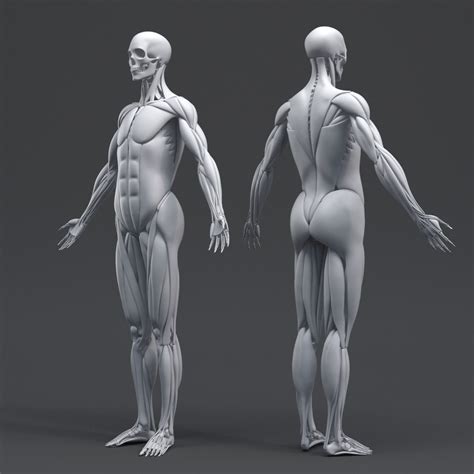 Free Human Simulation 3d Model