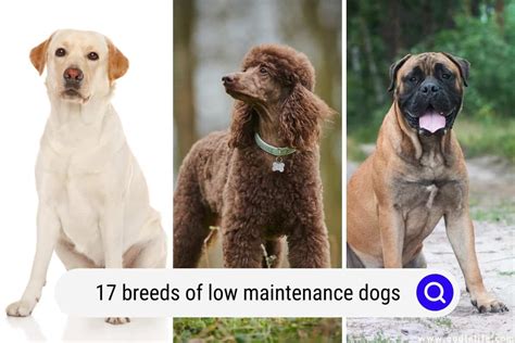 17 Breeds Of LOW Maintenance Dogs (with Photos) - Oodle Life