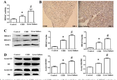 Figure 4 from Role of histone deacetylase expression levels and ...