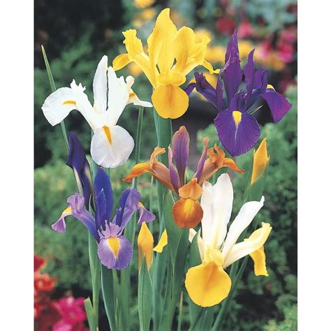 Gardens Alive! 25-Pack Mixed Dutch Iris Beauty Bulbs at Lowes.com