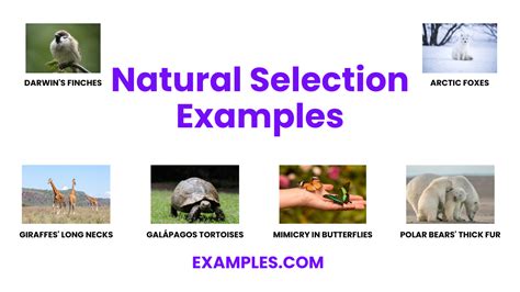 Natural Selection- 20+ Examples, How to Check, PDF