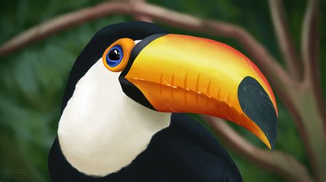 Toucan by Sawuinhaff on DeviantArt