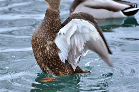 200 Birds: Mexican Duck in Utah