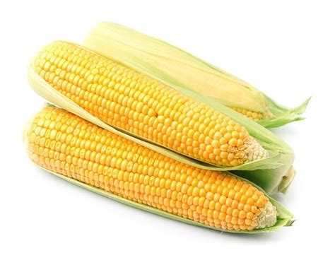 Premium Photo | Fresh corn ear