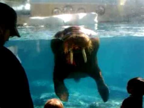 walrus clapping with kids - YouTube