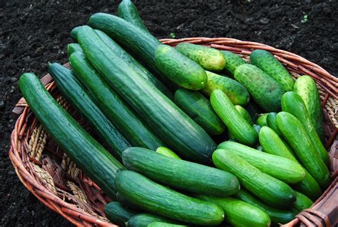 Fenchel, Gurke, Apfel: Ohne Insekten-Bestäubung geht gar nichts | MDR.DE