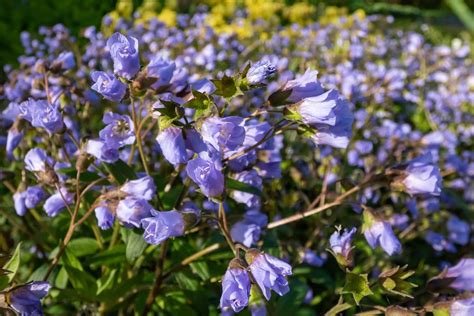 Jacob's ladder: Planting, pruning & overwintering - Plantura