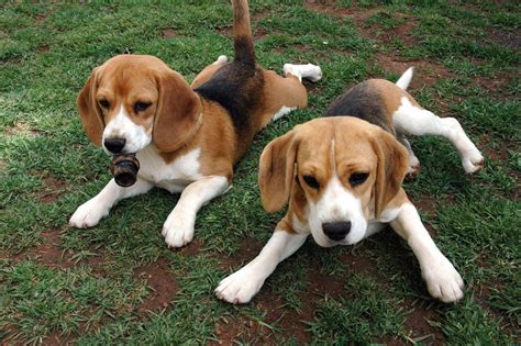 Beagles Pups | Dog Beagles