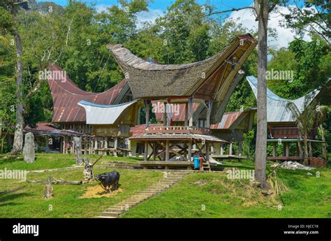 Tana Toraja, Sulawesi, Indonesia: Tongkonan traditional houses on ...