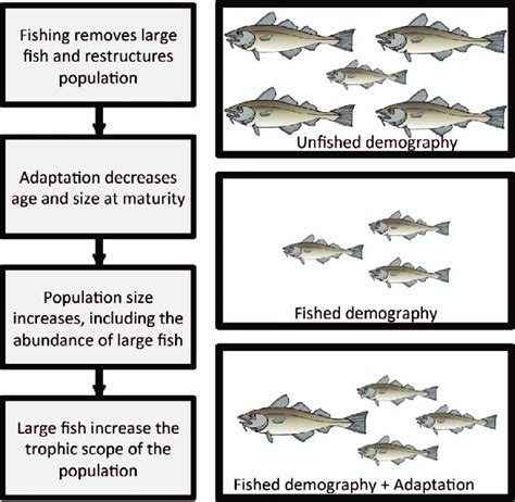 Demography and adaptation are predicted to interact to shape the... | Download Scientific Diagram