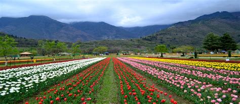 Tulip Garden in Srinagar | Gardens in Srinagar