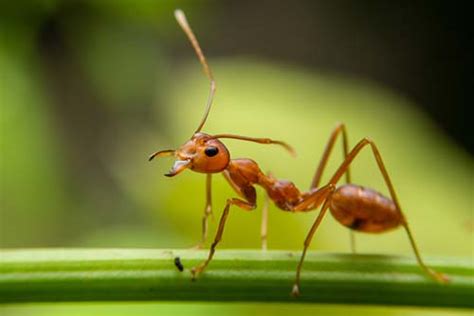 Ant Identification Guide - How To Identify Ants - DoMyOwn.com