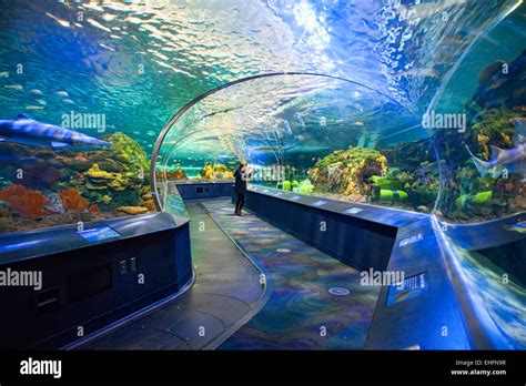 Ripleys Aquarium in Toronto,Ontario.;Canada, tourist attraction near ...