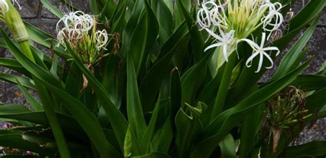 Crinum Lily - Canterbury Farms Nursery & Garden Center