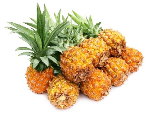 15 Types of Pineapple Varieties And Their Characteristics - AMERICAN GARDENER