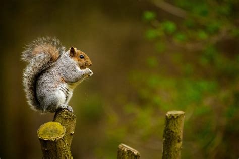 How the Much-Loved Squirrel can become a Nuisance Pest