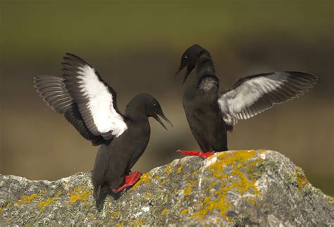 New research reveals movements of seabirds for the first time