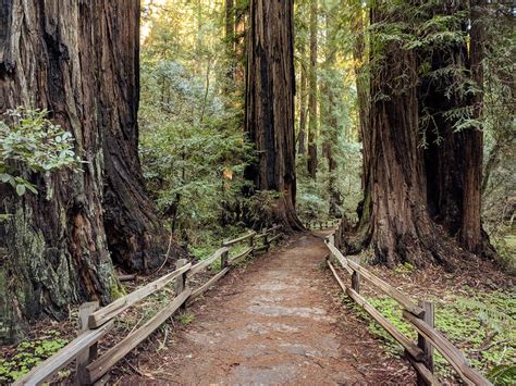 Muir Woods National Monument - How to Visit and What Trails to Hike ...