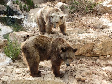 10 Essential Facts About Bears