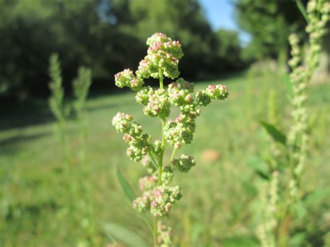 Common Lambsquarters | College of Agriculture, Forestry and Life ...