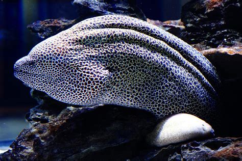 Honeycomb Moray Eel Photograph by Aidan Moran