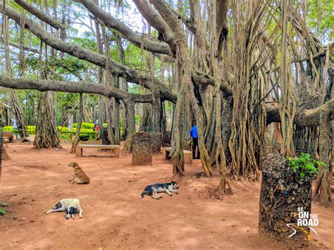 Dodda Alada Mara: Bangalore’s 400 year old Banyan Wonder - Be On The Road | Live your Travel Dream!