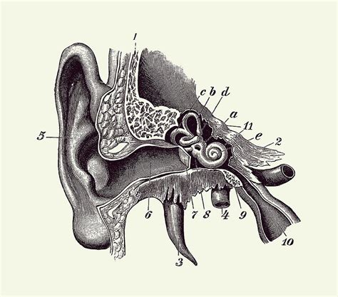 Normal Ear Anatomy