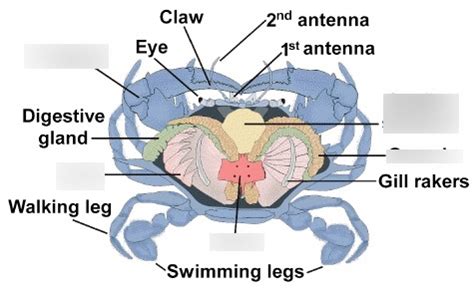 Blue Crab Diagram