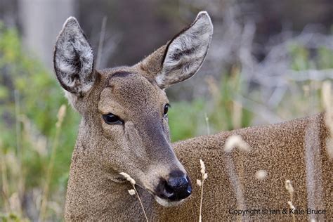 Guemal, Huemul chileno, the South Andean Deer | We approache… | Flickr