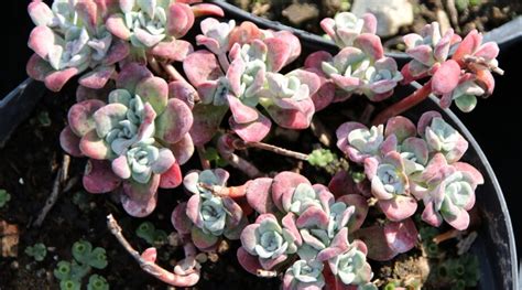 13 Best Stonecrop Varieties for Your Rock Garden