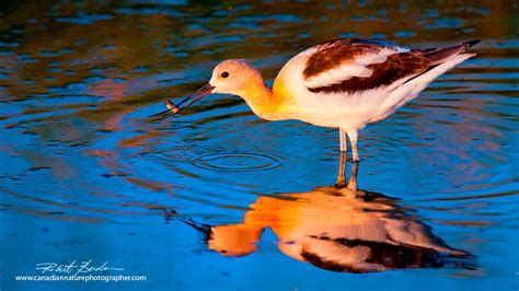 Alberta Wildlife Photography by Robert Berdan - The Canadian Nature ...