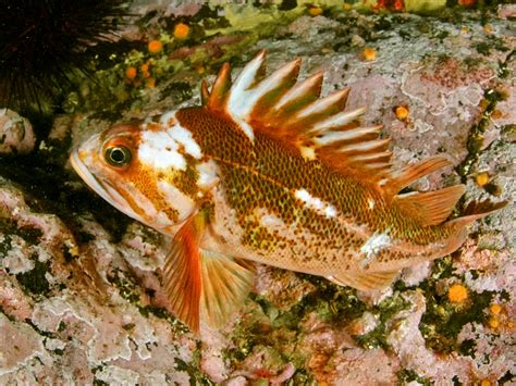 Sebastes caurinus: Copper Rockfish–The Race Rocks Taxonomy | Race Rocks Ecological Reserve-