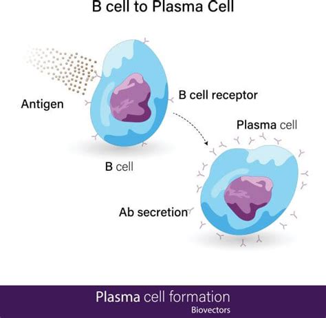 Plasma Cells Labeled