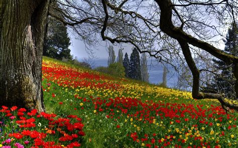 Spring Flowers In The Forest Wallpapers - Wallpaper Cave