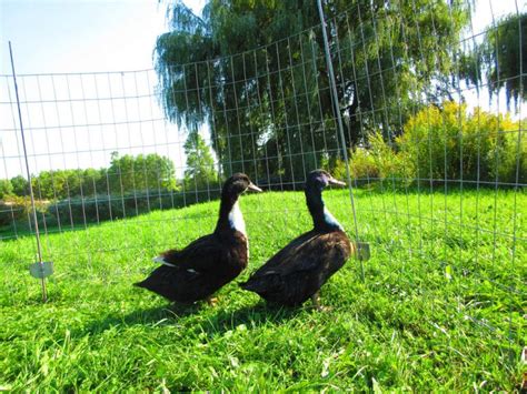 Black Swedish Ducks – Feathered Acres