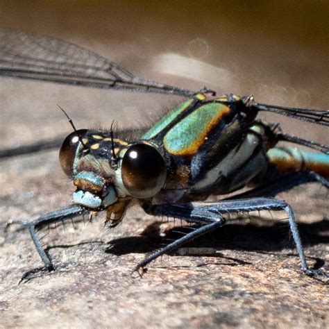 Dragonfly habitats — Life in a Southern Forest