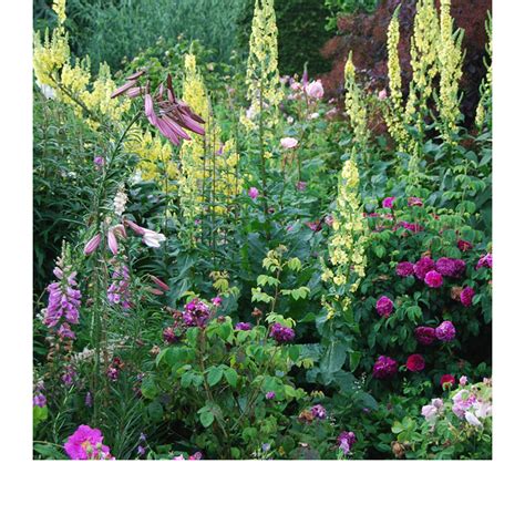 Herbaceous border