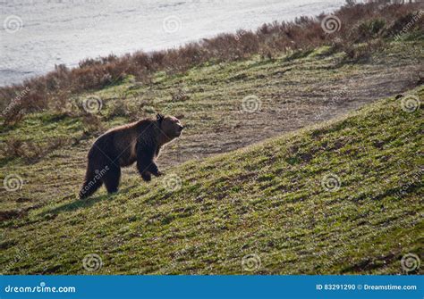 Grizzly Bear stock photo. Image of wild, wildlife, wildanimal - 83291290