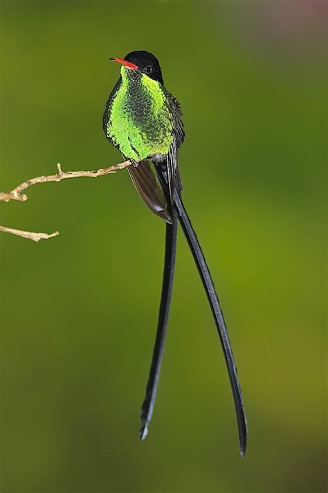 Red-billed Streamertail - BirdForum Opus | BirdForum