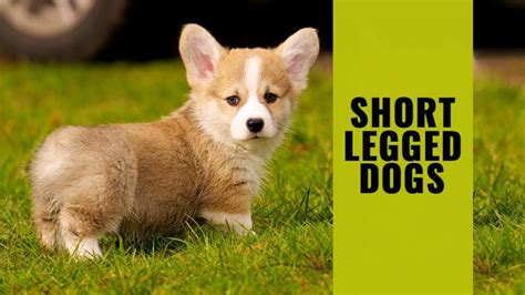 11 Short Legged Dog Breeds - Facts About The Lovable Dwarf Dogs - Petmoo