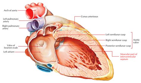 Interventricular Septum – Earth's Lab