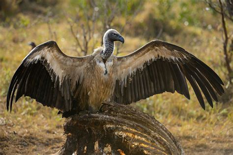 Bird Wingspan Versus Space Between Power Lines | Midsun IKM