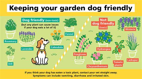 How to keep your dog safe in the garden and away from toxic plants ...