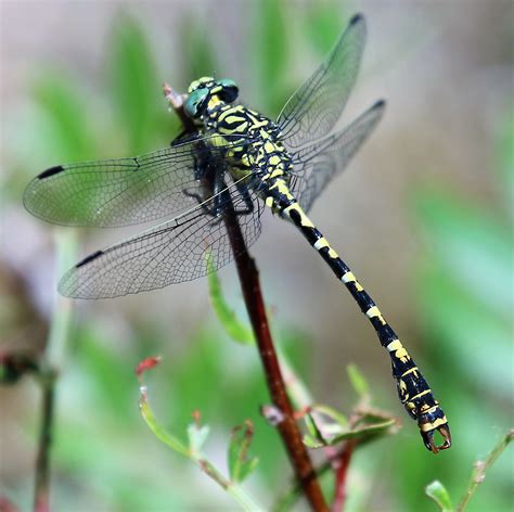 Gomphus schneiderii | Dragonflies, Gomphidae (Clubtails, Pincertails)