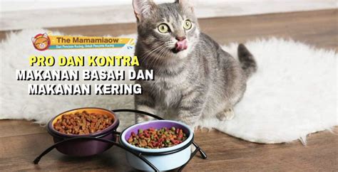 Makanan Kucing Basah Terbaik