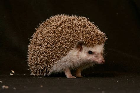 The Cute, but Tough, African Hedgehog | African Wildlife Foundation