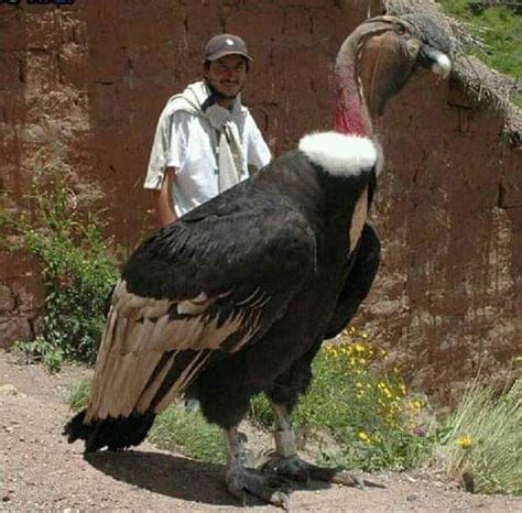 The majestic Andean Condor - 9GAG