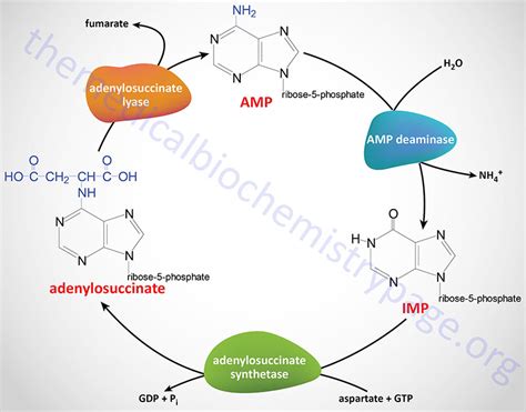 Nucleotides: Biosynthesis and Catabolism | The Medical Biochemistry Page